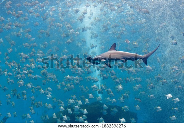 A hammerhead shark swimming stealthily and hunting\
for its prey amid a shoal of silver moony fish (diamondfish), which\
are fleeing from the ferocious predator, in the Xpark Aquarium,\
Taoyuan, Taiwan