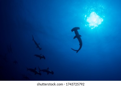 Hammerhead shark swimming under the blue sea