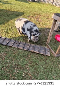 Hammie the mini pig posing