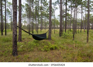 Hammock Camping, Longleaf Pine Savanna, Southeast USA