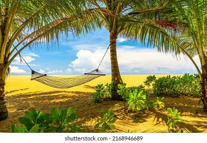 Hammock on beach. Hammock on palm beach. Hammock between palm trees on a sandy tropical beach. Hammock on tropical beach