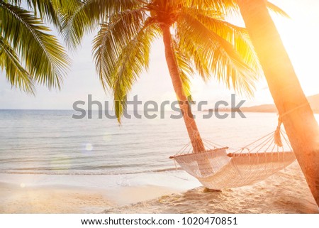 hammock on a palm tree sunset glare of the sun sea ocean sky shore sand