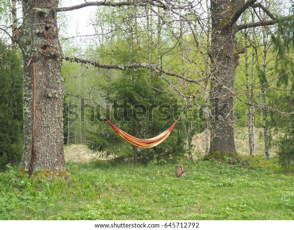 Hammock Set Between Two Large Oak Stock Photo Edit Now