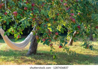 Hammock under an apple tree, in a charming garden during spring
