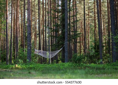 Hammock In The Woods