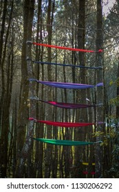 Hammocks in the cool pine forest