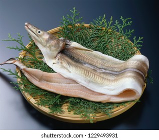 Hamo (Pike Conger, Sea Eel)