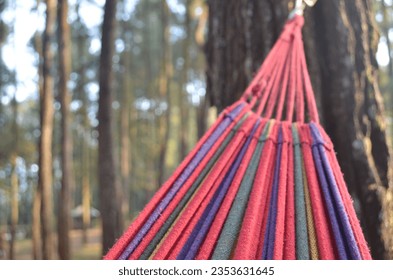 hamock on a pine tree