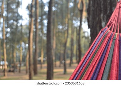 hamock on a pine tree