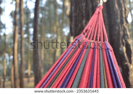 hamock on a pine tree