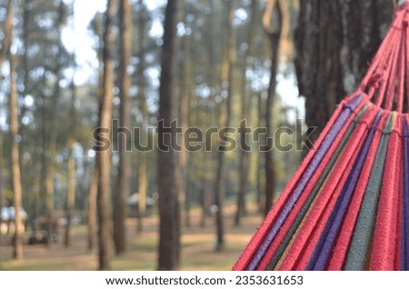 hamock on a pine tree