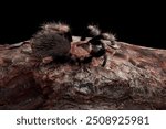 Hamorii tarantula camouflage on wood, Tarantulla closeup on isolated background, Tarantula Hamorii tarantula on wood