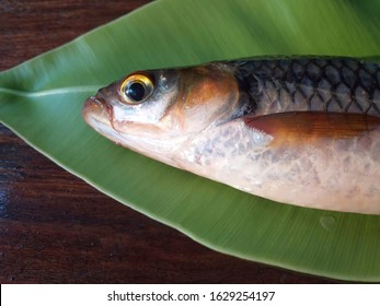 74 Hampala barb Images, Stock Photos & Vectors | Shutterstock