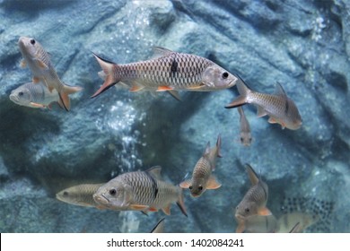 14 Hampala macrolepidota Images, Stock Photos & Vectors | Shutterstock