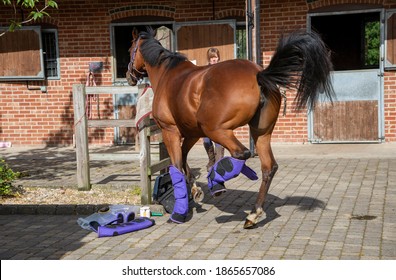 Hampshire, England, UK. 2020. Horse Trying To Kick Off His Blue Stable Chaps, Protective Leg Warmers.