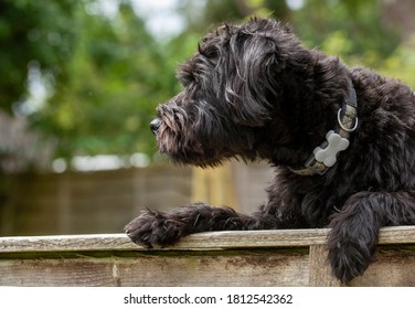 Hampshire, England, UK. August 2020. Portrait of a black borderpoo dog. A cross between a Border Terrier and a Poodle looking over a garden fence.