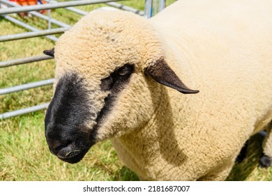 Hampshire Sheep In A Pen At An Agricultural Show