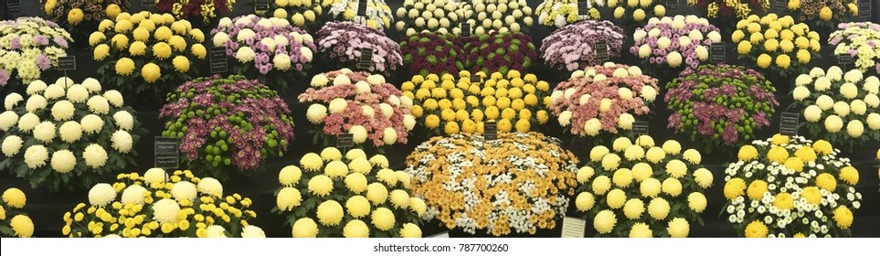 Hampton Court Flower Show Display Panorama 