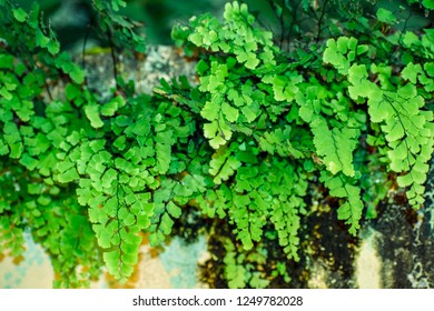 18 Lunulatum Images, Stock Photos & Vectors | Shutterstock