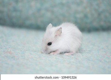 Hamster