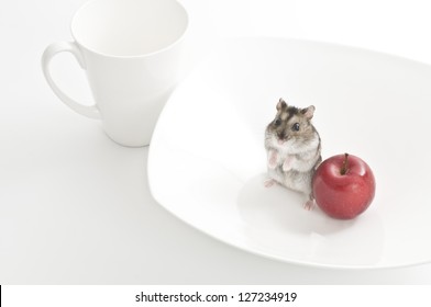 Hamster