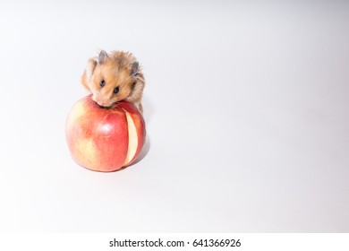 Hamster