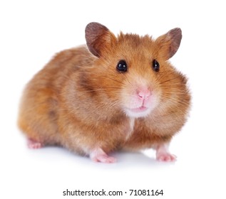 Hamster