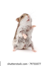 hamster