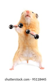 Funny Hamsters Hd Stock Images Shutterstock