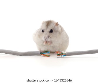 Hamster biting a cable isolated on a white background.