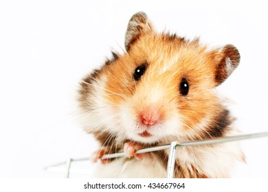 hamster cage climbs up isolated on white background