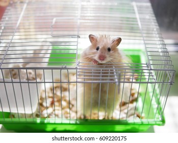 A hamster is in a cage. The hamster looks out of the cage.