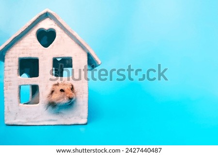 A hamster climbs out of a toy house