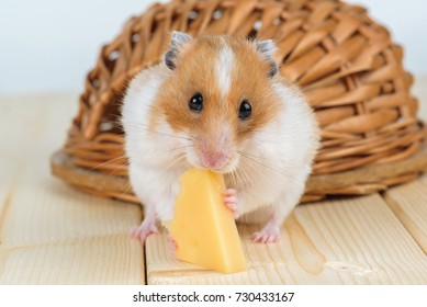 Pet Hamster Images Stock Photos Vectors Shutterstock