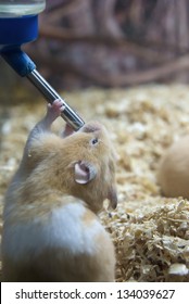 Hamster Drink Plenty Of Water