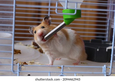 A Hamster Drinking Water From A Water Dispenser