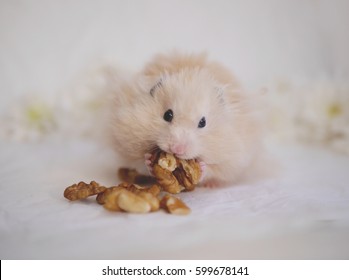  Hamster Eating Nuts.  Fluffy Syrian Hamster On A Background Of Crumpled White Paper.