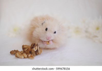  Hamster Eating Nuts.  Fluffy Syrian Hamster On A Background Of Crumpled White Paper.