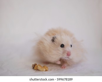  Hamster Eating Nuts.  Fluffy Syrian Hamster On A Background Of Crumpled White Paper.