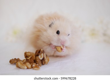  Hamster Eating Nuts.  Fluffy Syrian Hamster On A Background Of Crumpled White Paper.