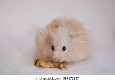  Hamster Eating Nuts.  Fluffy Syrian Hamster On A Background Of Crumpled White Paper.