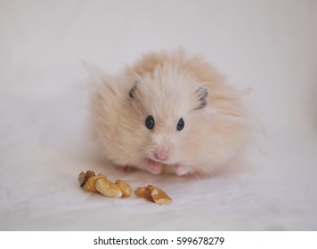  Hamster Eating Nuts.  Fluffy Syrian Hamster On A Background Of Crumpled White Paper.