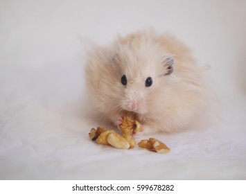  Hamster Eating Nuts.  Fluffy Syrian Hamster On A Background Of Crumpled White Paper.