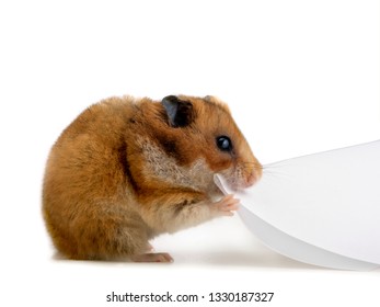 Hamster Eating Office Paper Isolated On White Background