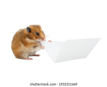 Hamster Eating Office Paper Isolated On White Background