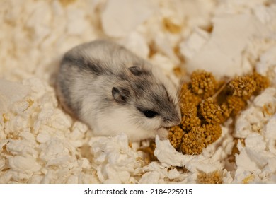 Hamster Eating Spray Millet On Paper Shavings, Top View