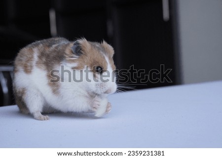 Hamster eating sun flower seed