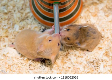 Hamster Eating Water In A Cage