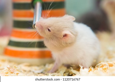 Hamster Eating Water In A Cage