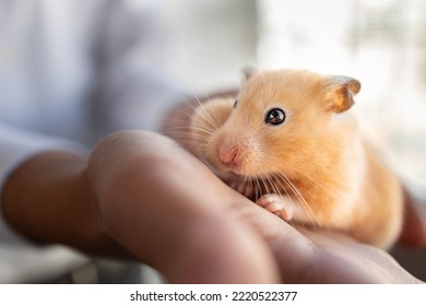 A Hamster Eats Pecans Nuts